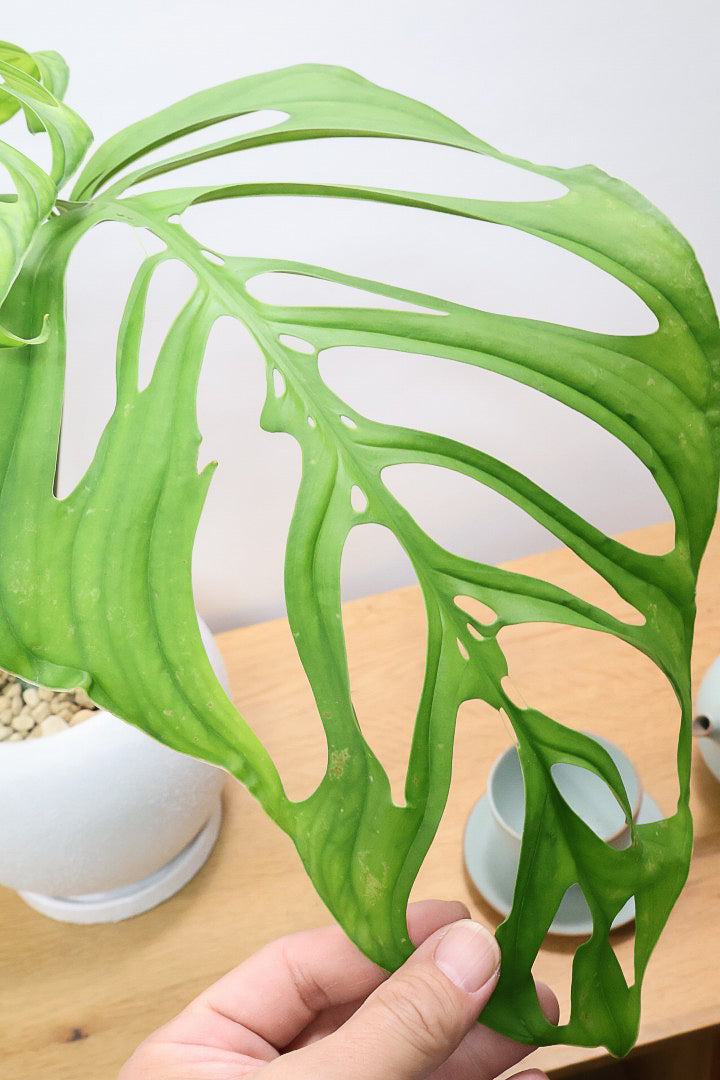 【モンステラ エスケレート】高さ65センチのAPEGOでは初入荷の植物！葉の切れ込みがこれでもかっ！てほどに美しいのが特徴です！