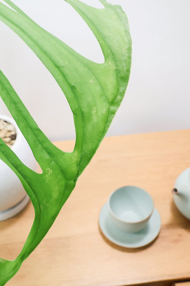 【モンステラ エスケレート】高さ65センチのAPEGOでは初入荷の植物！葉の切れ込みがこれでもかっ！てほどに美しいのが特徴です！