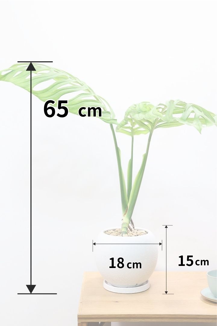 【モンステラ エスケレート】高さ65センチのAPEGOでは初入荷の植物！葉の切れ込みがこれでもかっ！てほどに美しいのが特徴です！