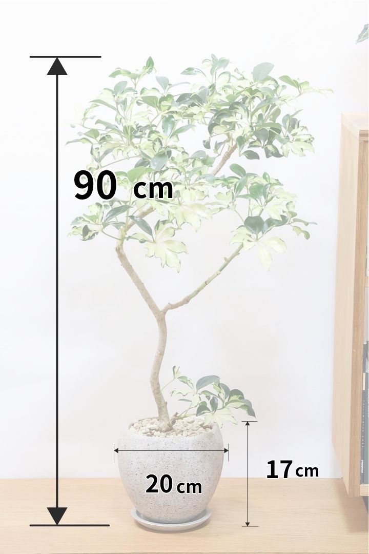【シェフレラ グランディ】高さ90センチ！シェフレラの中でも華やかで明るい葉色！葉付きと枝のバランスがとてもイイ感じだと思うんですよね！
