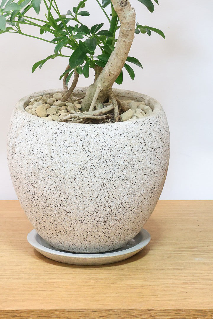 【シェフレラ コンパクタ】高さ98センチ！この樹形は良い！温暖な鹿児島県指宿市で育てられたとてもスタイリッシュで個性的な樹形です！めちゃくちゃ丈夫な品種です！