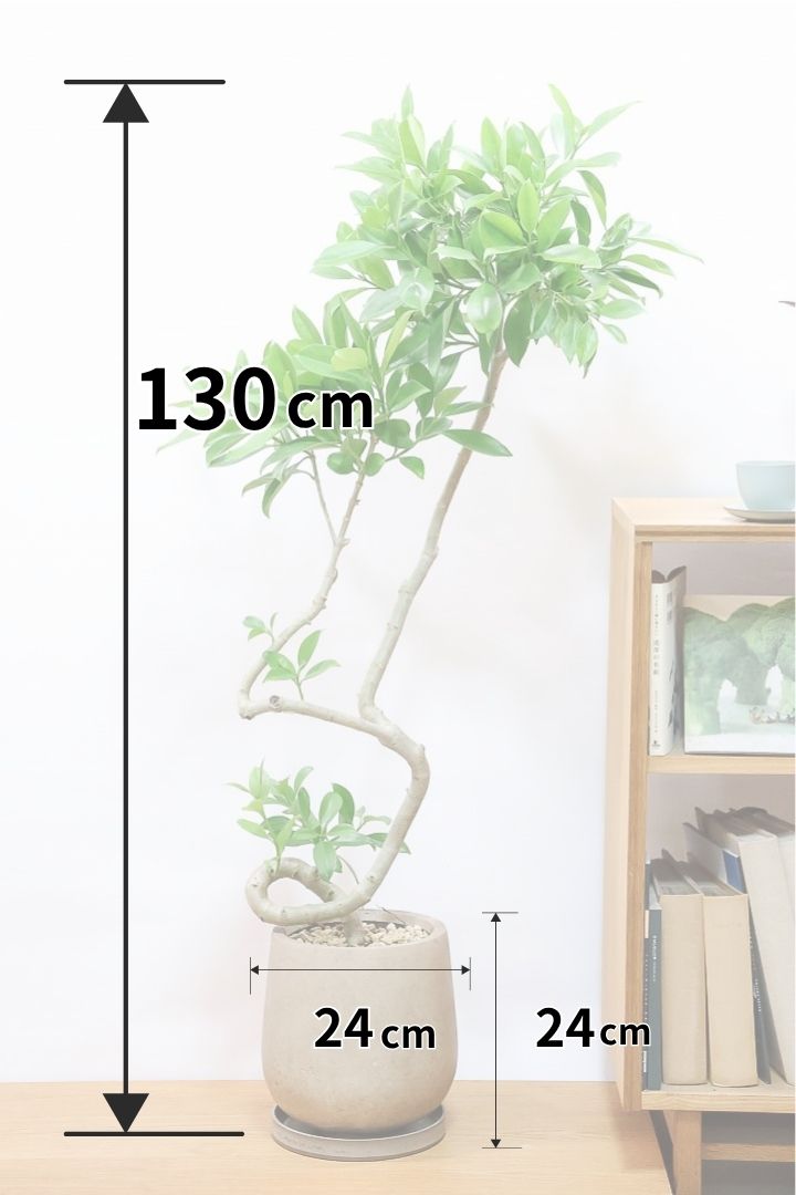 【ファグラエア】高さ130センチのカッコイイ樹形！株元で幹が1回転しているところもカワイイポイントです！おすすめ！