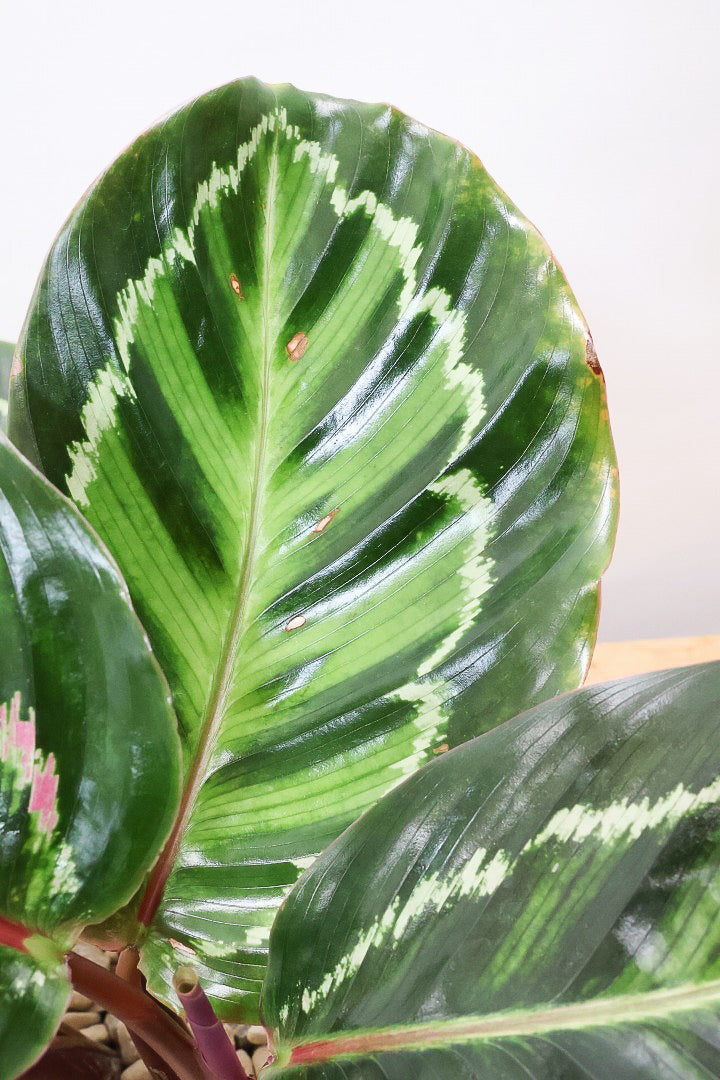 【カラテア ロゼオピクタ】高さ32センチ！軽量なプラスチックPOT！大き目の葉っぱは見ごたえアリ！葉模様も素敵な人気種です！