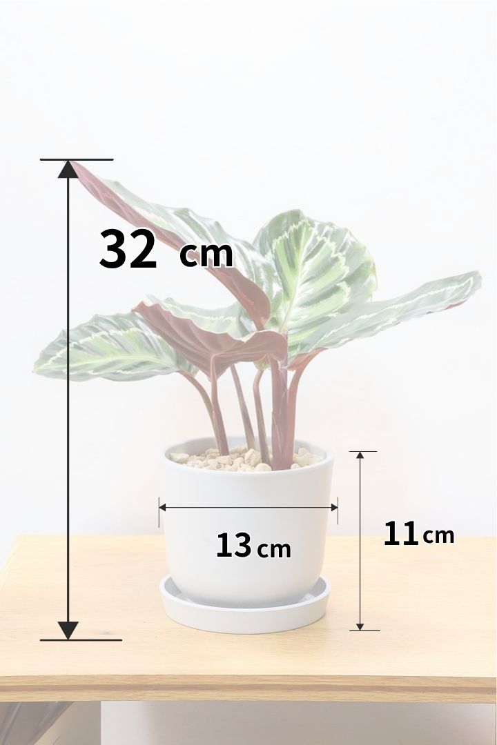 【カラテア ロゼオピクタ】高さ32センチ！軽量なプラスチックPOT！大き目の葉っぱは見ごたえアリ！葉模様も素敵な人気種です！