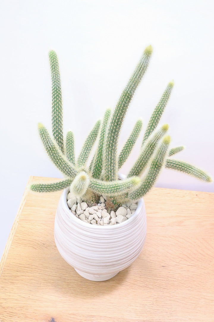 【サボテン ヒルデウィンテラ】高さ34センチのかわいいスタイル！今回は葉がたくさん植わっている大き目のタイプです！おすすめですよ！