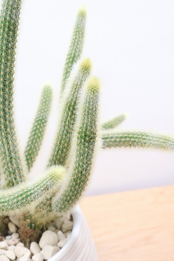 【サボテン ヒルデウィンテラ】高さ34センチのかわいいスタイル！今回は葉がたくさん植わっている大き目のタイプです！おすすめですよ！