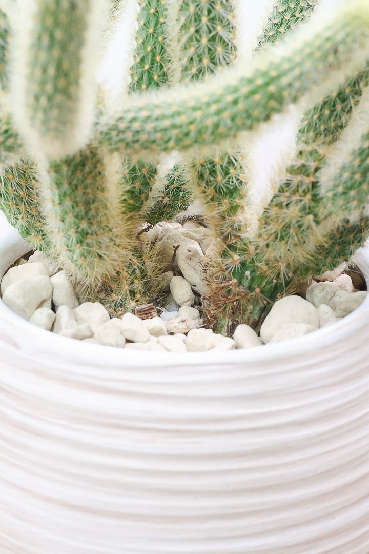 【サボテン ヒルデウィンテラ】高さ34センチのかわいいスタイル！今回は葉がたくさん植わっている大き目のタイプです！おすすめですよ！