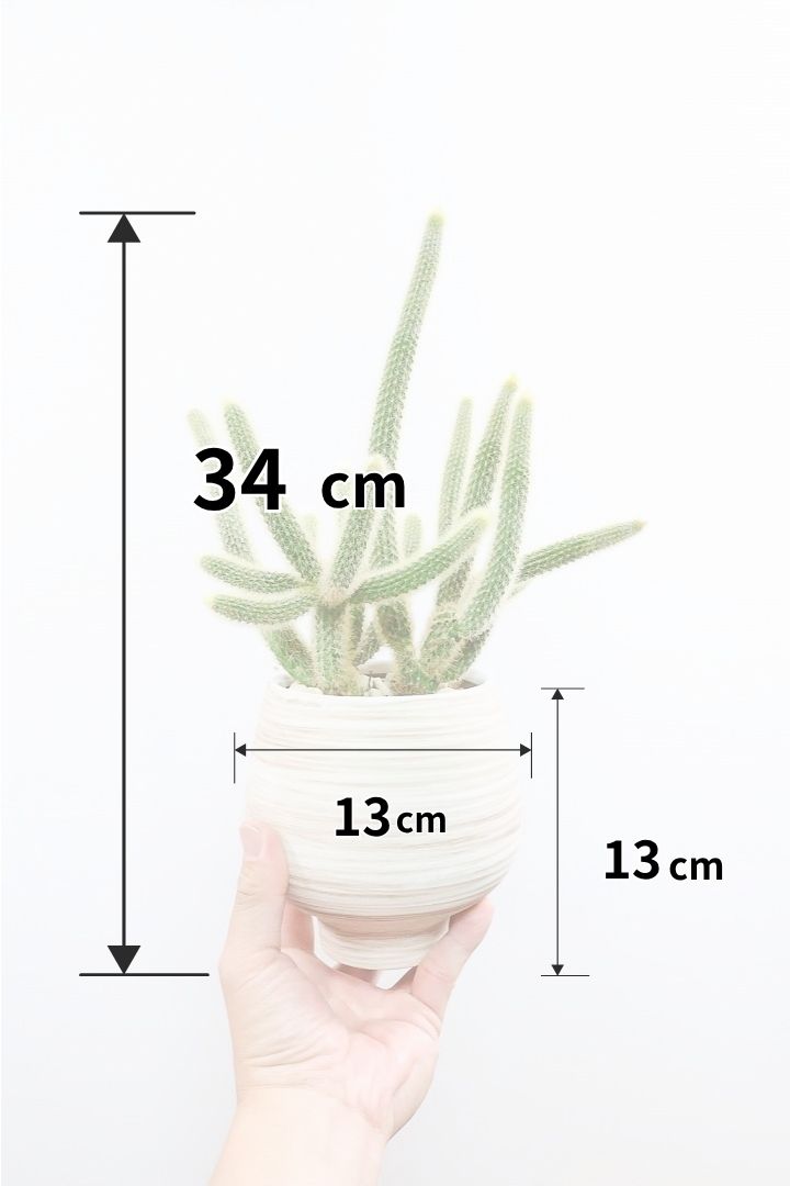 【サボテン ヒルデウィンテラ】高さ34センチのかわいいスタイル！今回は葉がたくさん植わっている大き目のタイプです！おすすめですよ！