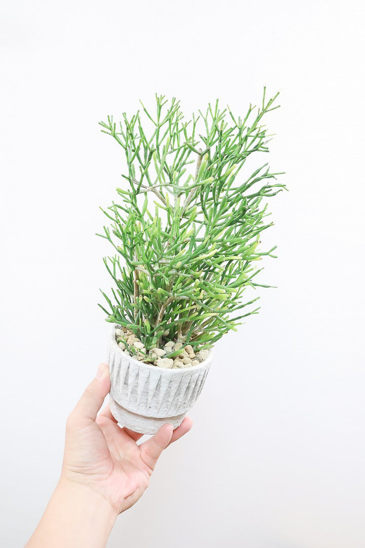 【リプサリス ハティオラ】高さ34cm待望の再入荷です！生産者さんのハウスに行って仕入れてきましたよ！今回もギュッと詰まったとても良い株です！