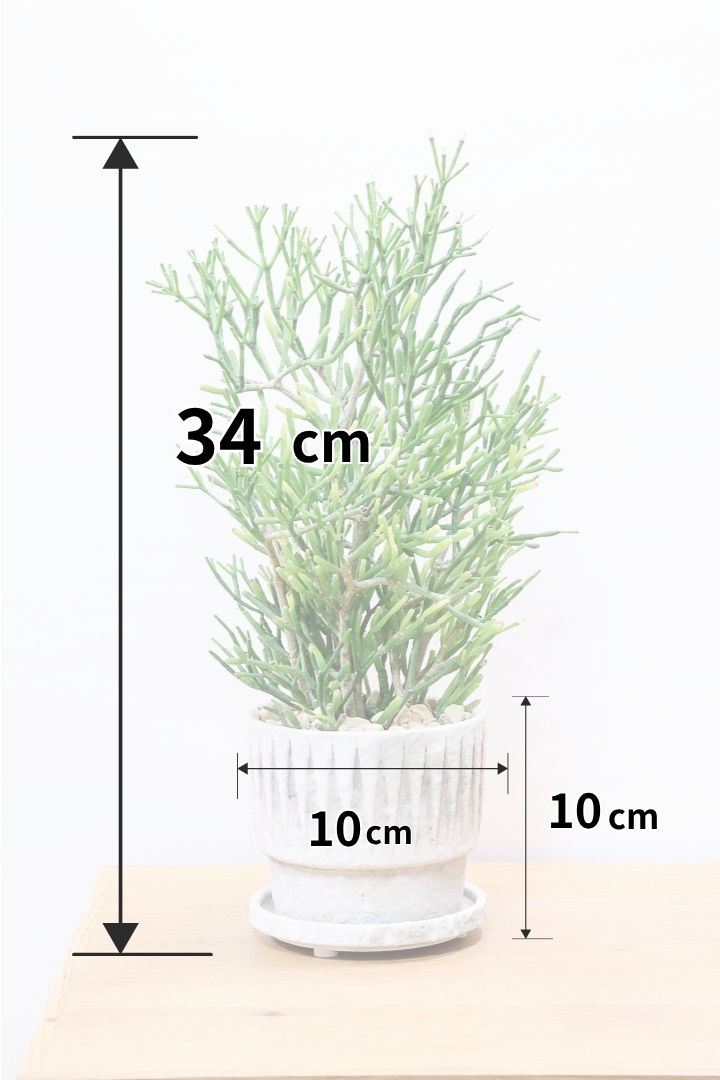 【リプサリス ハティオラ】高さ34cm待望の再入荷です！生産者さんのハウスに行って仕入れてきましたよ！今回もギュッと詰まったとても良い株です！