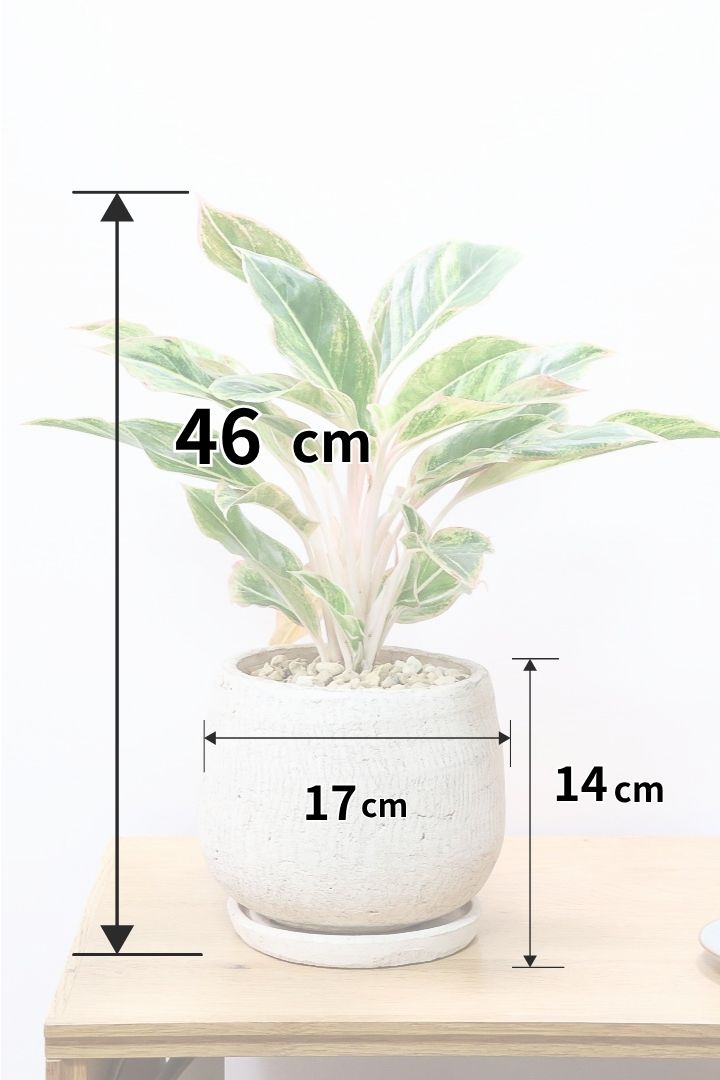 【アグラオネマ sp.】高さ46センチ！何とも言えないほどの甘い葉色です！荒木植物園さんのハウスで直接選んできましたので品質には自信があります！