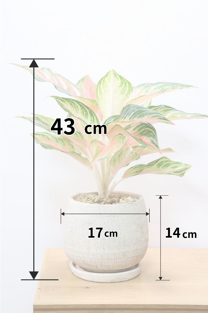 【アグラオネマ sp.】高さ43センチ！吸い込まれるようなピンクの葉色！荒木植物園さんのハウスで直接選んできましたので品質には自信があります！