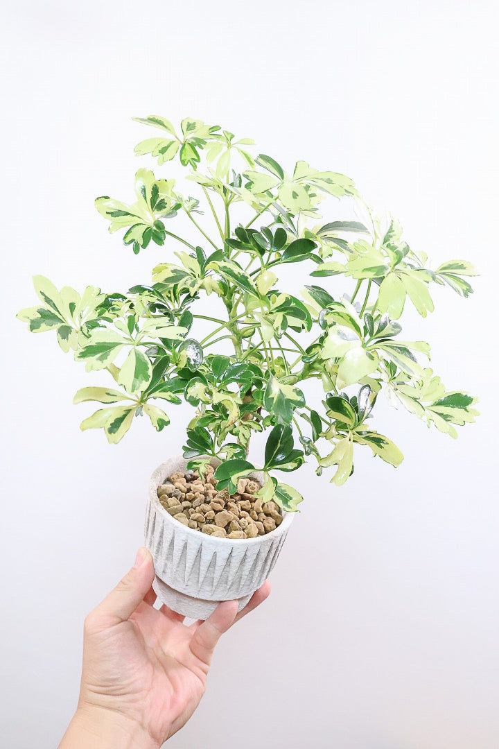 【シェフレラ ジェニーネ】高さ35cmのかわいいサイズ！このサイズは今回の入荷がラストです！ぜひともお見逃しなくです！