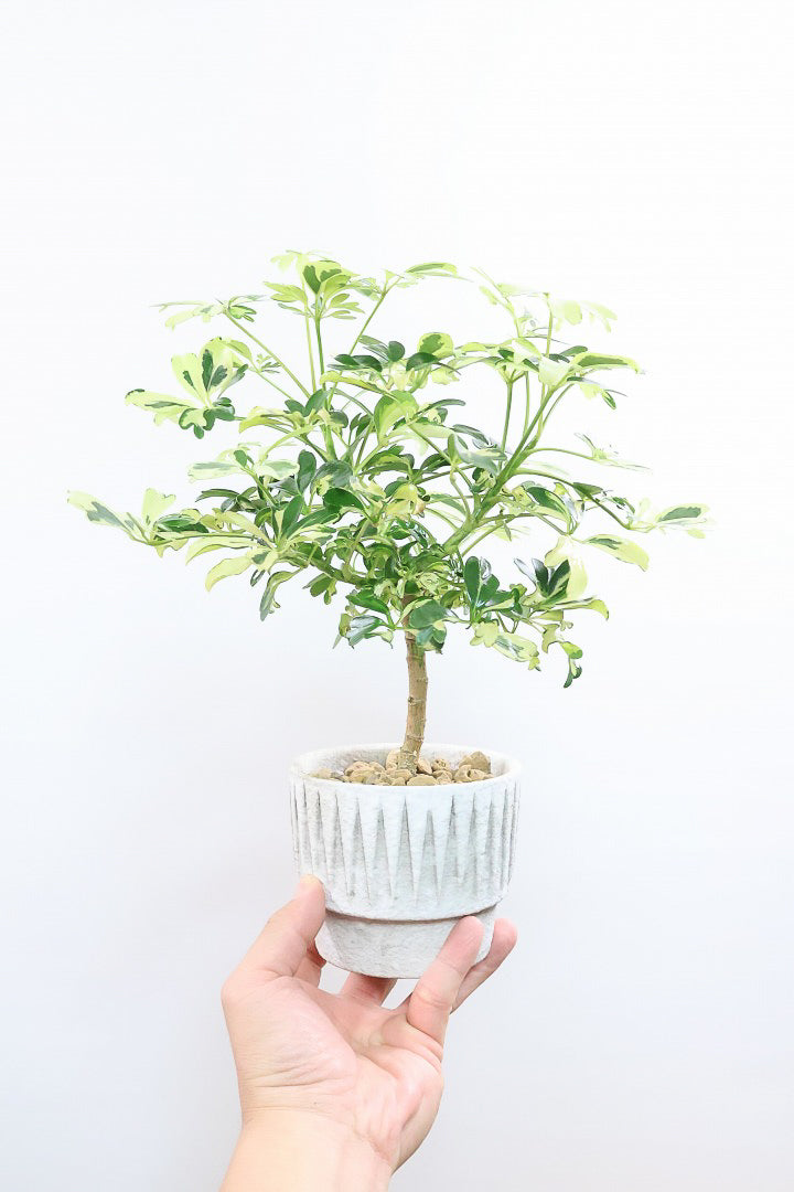 【シェフレラ ジェニーネ】高さ35cmのかわいいサイズ！このサイズは今回の入荷がラストです！ぜひともお見逃しなくです！