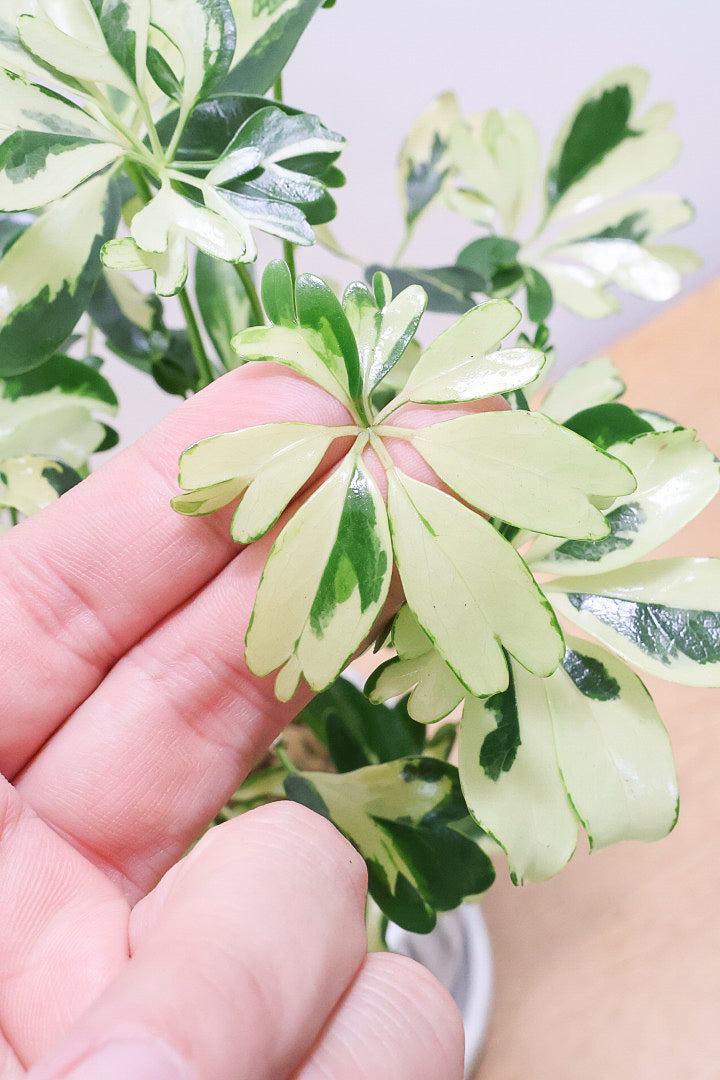 【シェフレラ ジェニーネ】高さ35cmのかわいいサイズ！このサイズは今回の入荷がラストです！ぜひともお見逃しなくです！