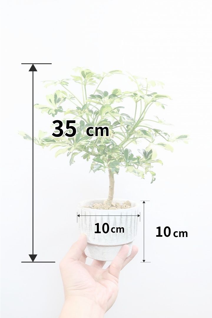 【シェフレラ ジェニーネ】高さ35cmのかわいいサイズ！このサイズは今回の入荷がラストです！ぜひともお見逃しなくです！