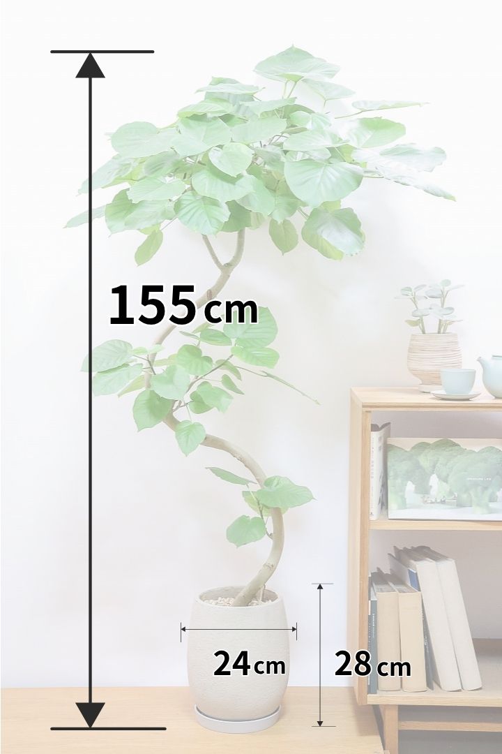 【ウンベラータ】高さ155センチの超BIGサイズ！今回もボリューム満点の樹形です！自信を持っておすすめいたします！