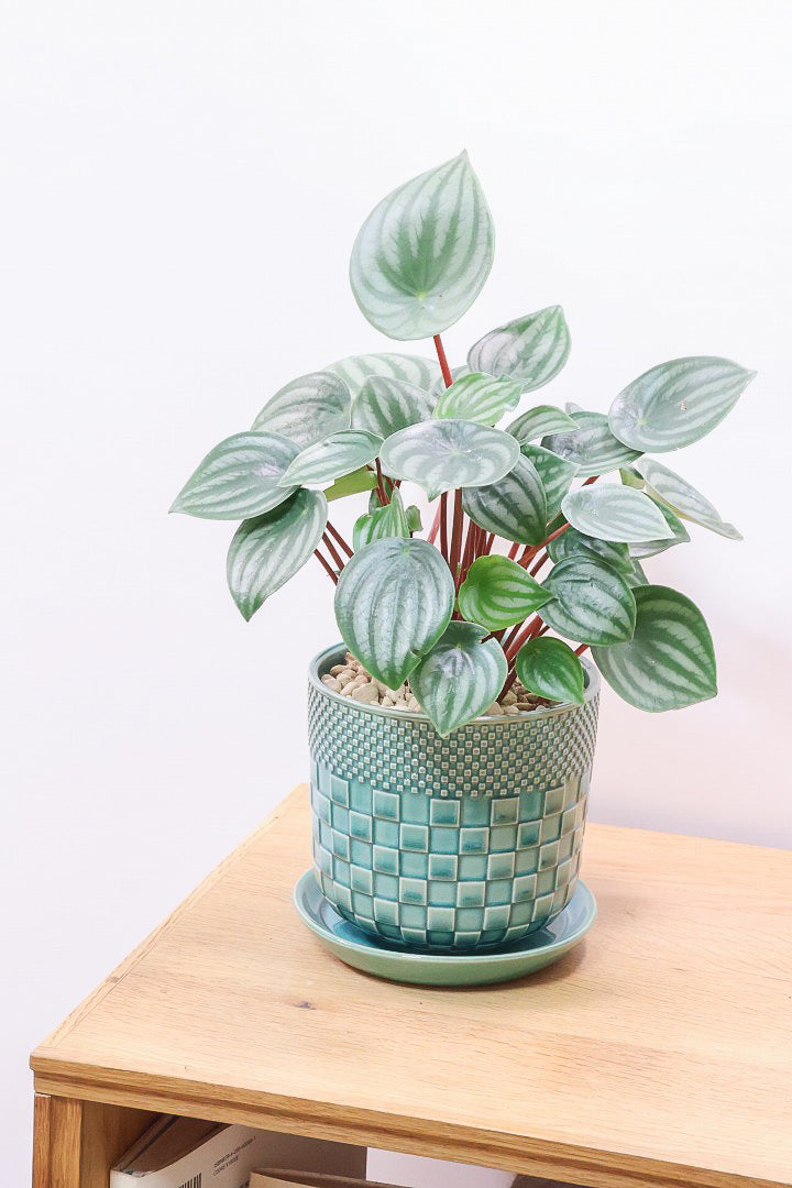 【ペペロミア サンデルシー】高さ32センチのボリューム満点の大き目タイプ！特に今回は葉数がとても多いので見応えがありますよ！