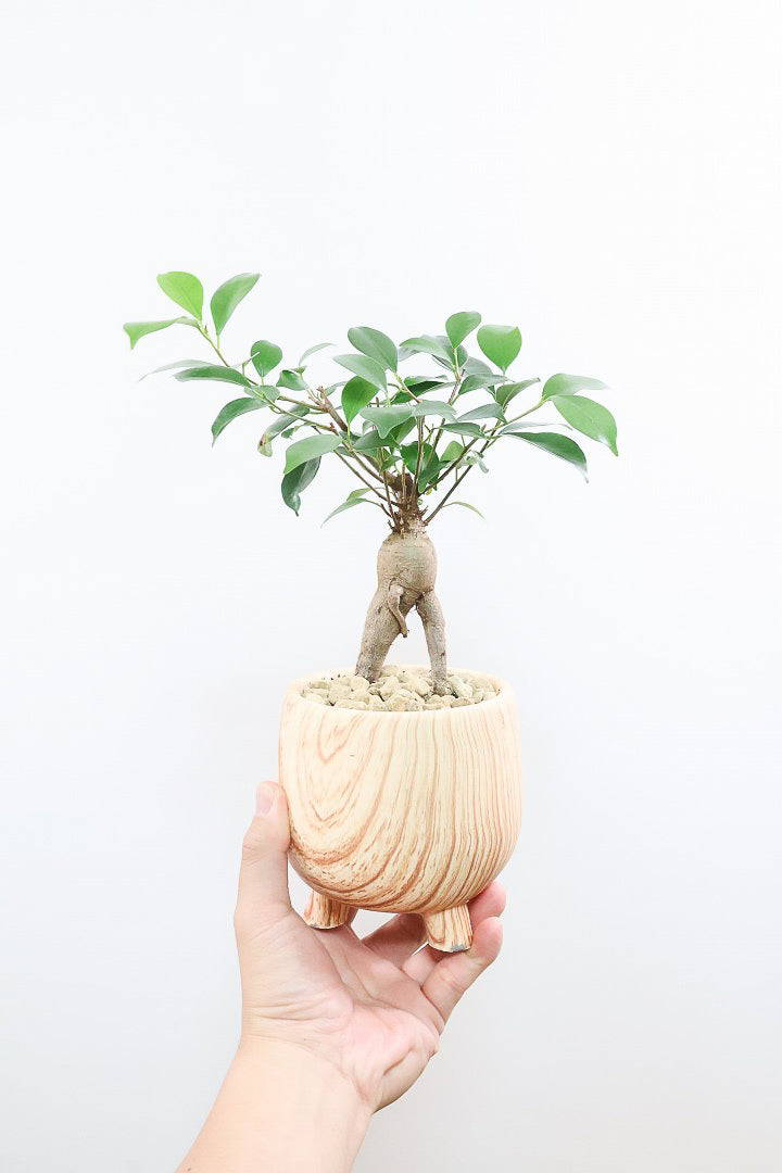 【ガジュマル】高さ33センチのかわいいサイズ！しっかりとした幹と根がカッコいいフォルム！とても良いバランスだと思いますよ！