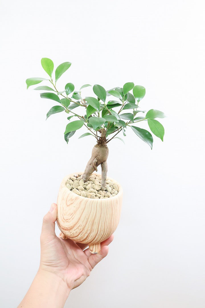 【ガジュマル】高さ33センチのかわいいサイズ！しっかりとした幹と根がカッコいいフォルム！とても良いバランスだと思いますよ！