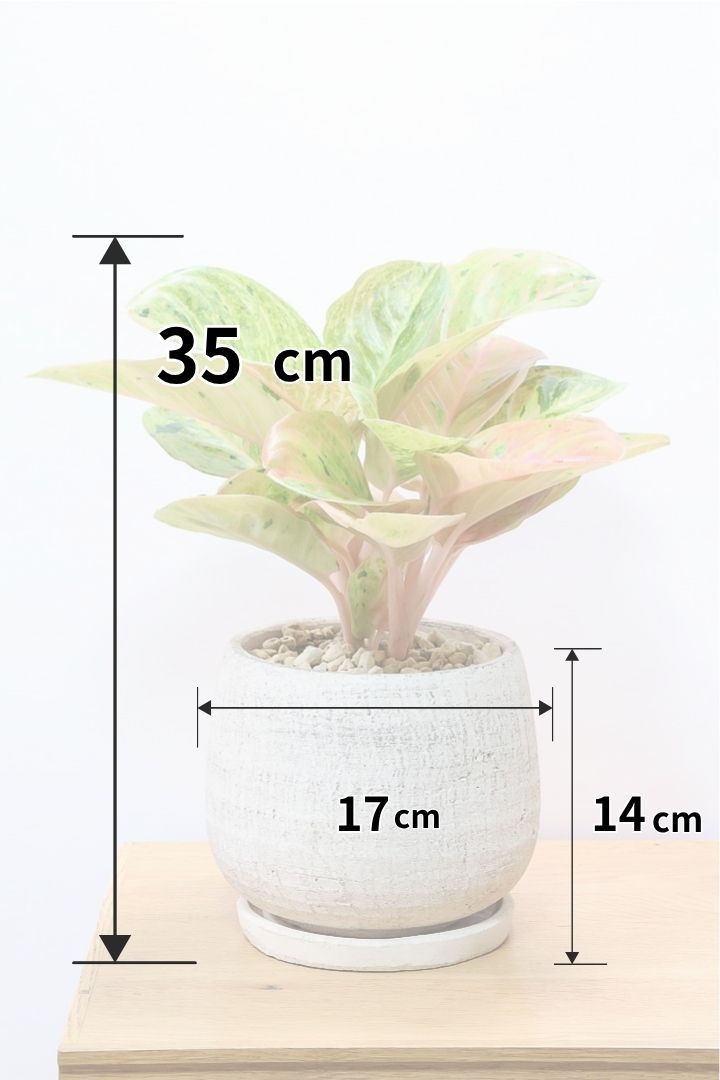 【アグラオネマ sp.】高さ35センチ！やや丸みのあるフォルがステキ！ピンクの葉色もイイ感じ！荒木植物園さんのハウスで直接選んできましたので品質には自信があります！