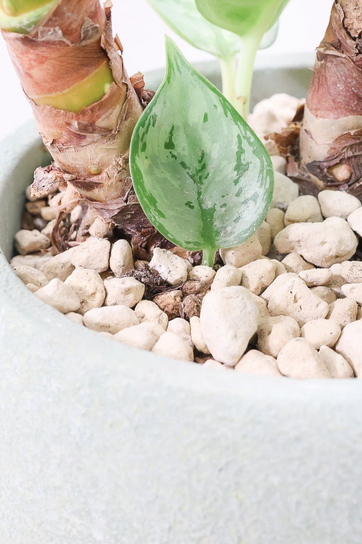 【アグラオネマ sp.】高さ53センチ！ここまで幹立ちしたものは初入荷です！荒木植物園さんのハウスで直接選んできましたので品質には自信があります！