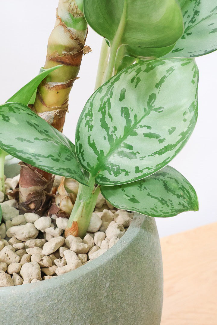 【アグラオネマ sp.】高さ53センチ！ここまで幹立ちしたものは初入荷です！荒木植物園さんのハウスで直接選んできましたので品質には自信があります！