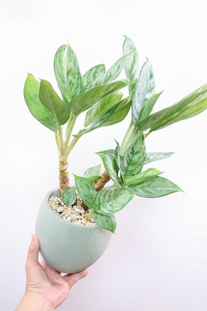 【アグラオネマ sp.】高さ53センチ！ここまで幹立ちしたものは初入荷です！荒木植物園さんのハウスで直接選んできましたので品質には自信があります！