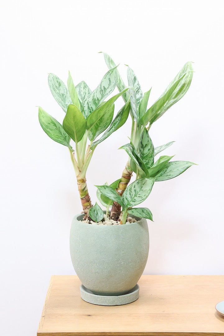 【アグラオネマ sp.】高さ53センチ！ここまで幹立ちしたものは初入荷です！荒木植物園さんのハウスで直接選んできましたので品質には自信があります！