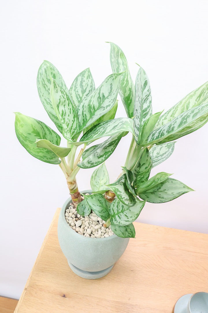 【アグラオネマ sp.】高さ53センチ！ここまで幹立ちしたものは初入荷です！荒木植物園さんのハウスで直接選んできましたので品質には自信があります！