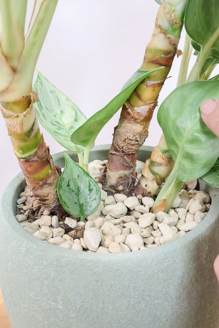 【アグラオネマ sp.】高さ53センチ！ここまで幹立ちしたものは初入荷です！荒木植物園さんのハウスで直接選んできましたので品質には自信があります！