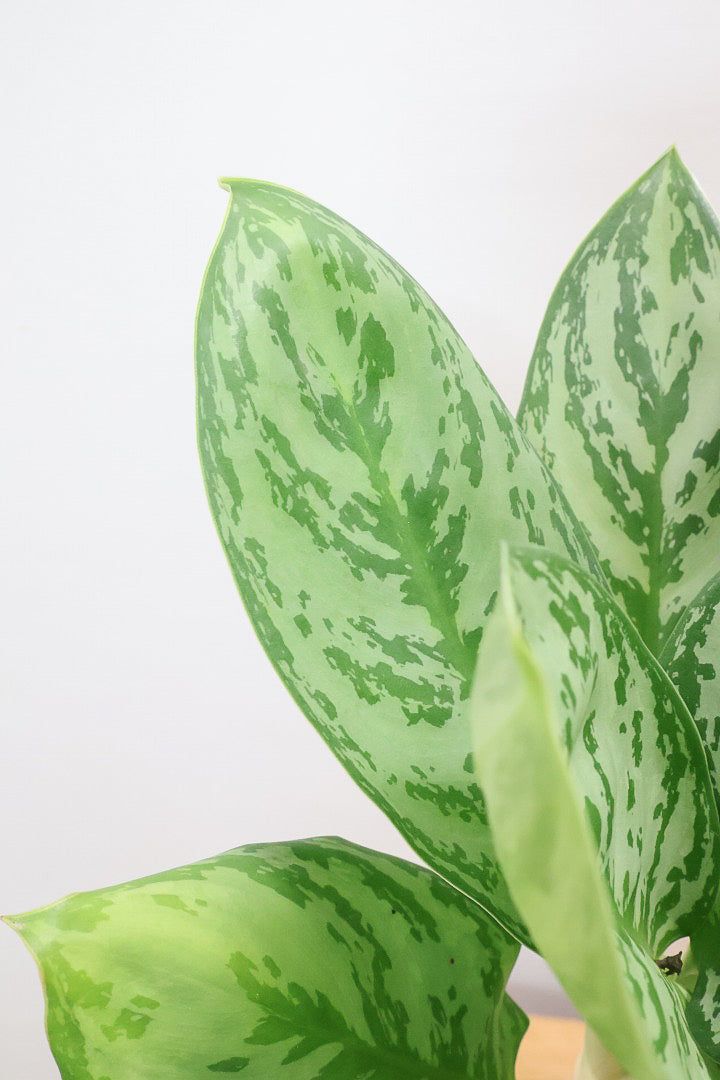 【アグラオネマ sp.】高さ53センチ！ここまで幹立ちしたものは初入荷です！荒木植物園さんのハウスで直接選んできましたので品質には自信があります！