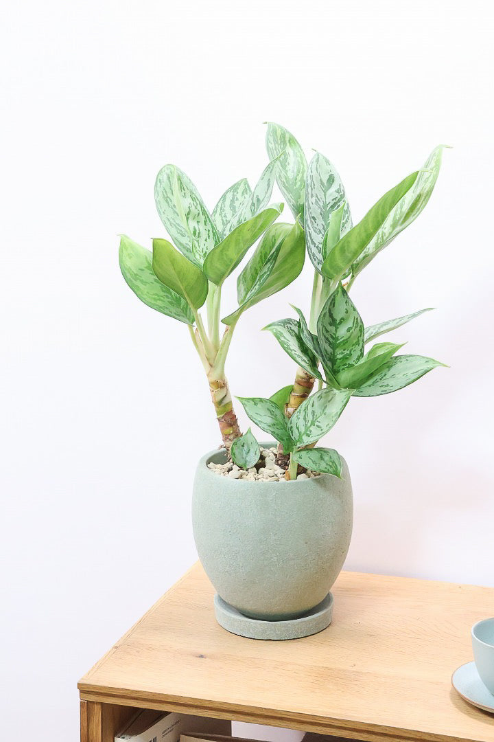 【アグラオネマ sp.】高さ53センチ！ここまで幹立ちしたものは初入荷です！荒木植物園さんのハウスで直接選んできましたので品質には自信があります！