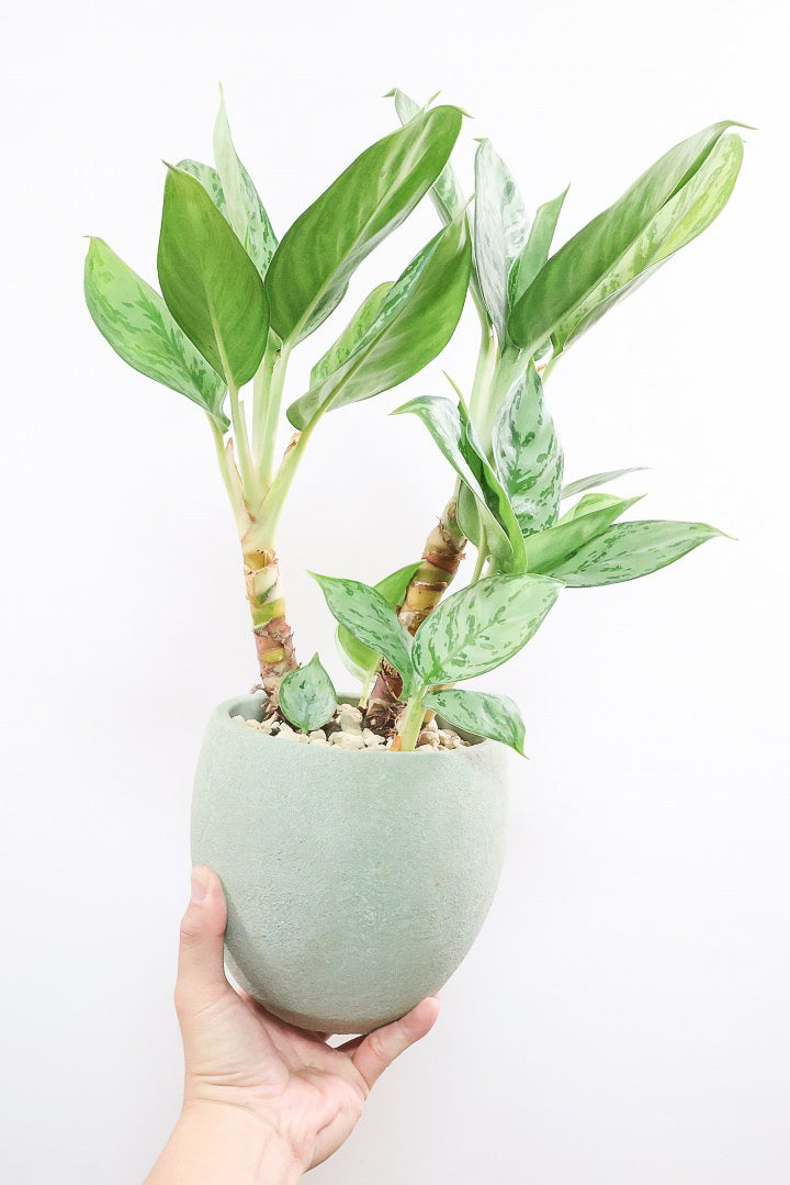 【アグラオネマ sp.】高さ53センチ！ここまで幹立ちしたものは初入荷です！荒木植物園さんのハウスで直接選んできましたので品質には自信があります！