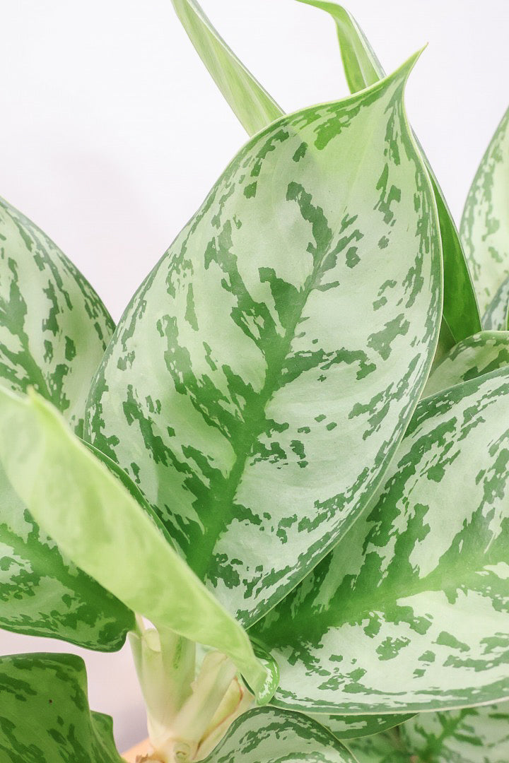 【アグラオネマ sp.】高さ53センチ！ここまで幹立ちしたものは初入荷です！荒木植物園さんのハウスで直接選んできましたので品質には自信があります！
