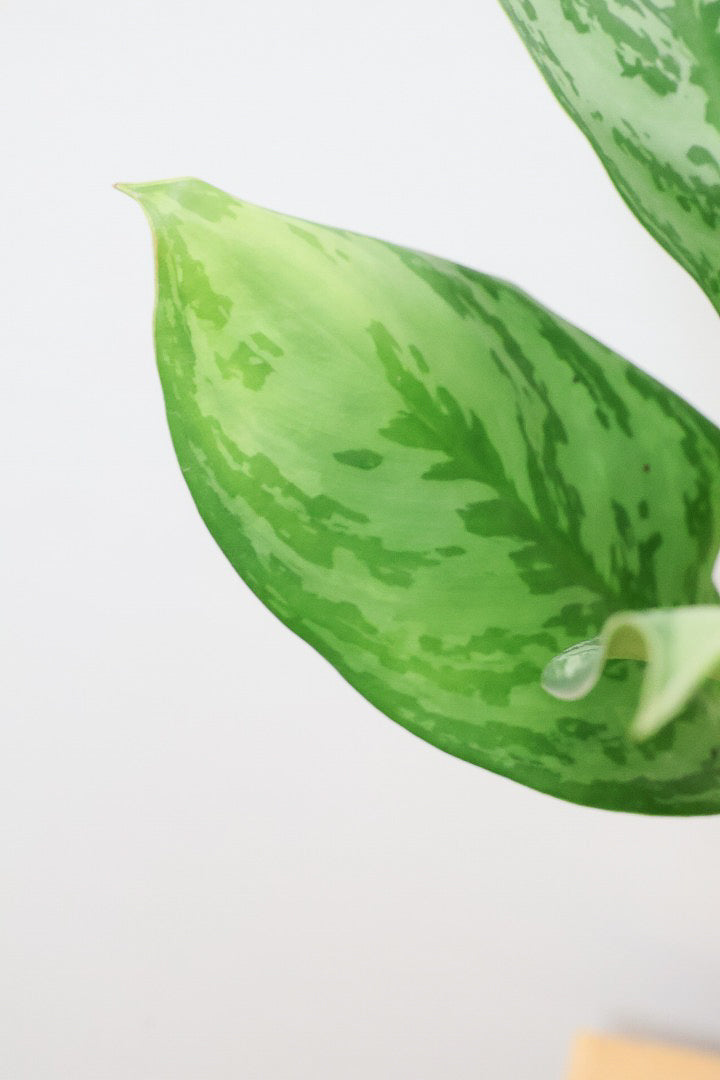 【アグラオネマ sp.】高さ53センチ！ここまで幹立ちしたものは初入荷です！荒木植物園さんのハウスで直接選んできましたので品質には自信があります！
