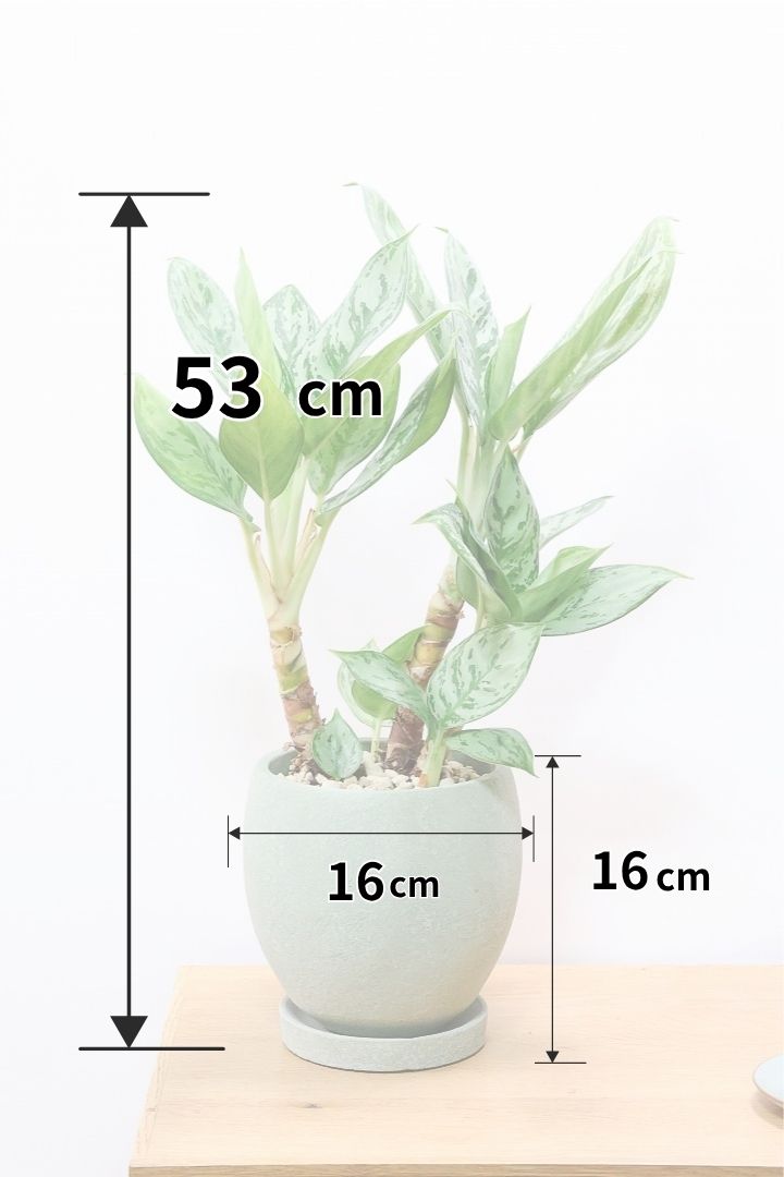 【アグラオネマ sp.】高さ53センチ！ここまで幹立ちしたものは初入荷です！荒木植物園さんのハウスで直接選んできましたので品質には自信があります！