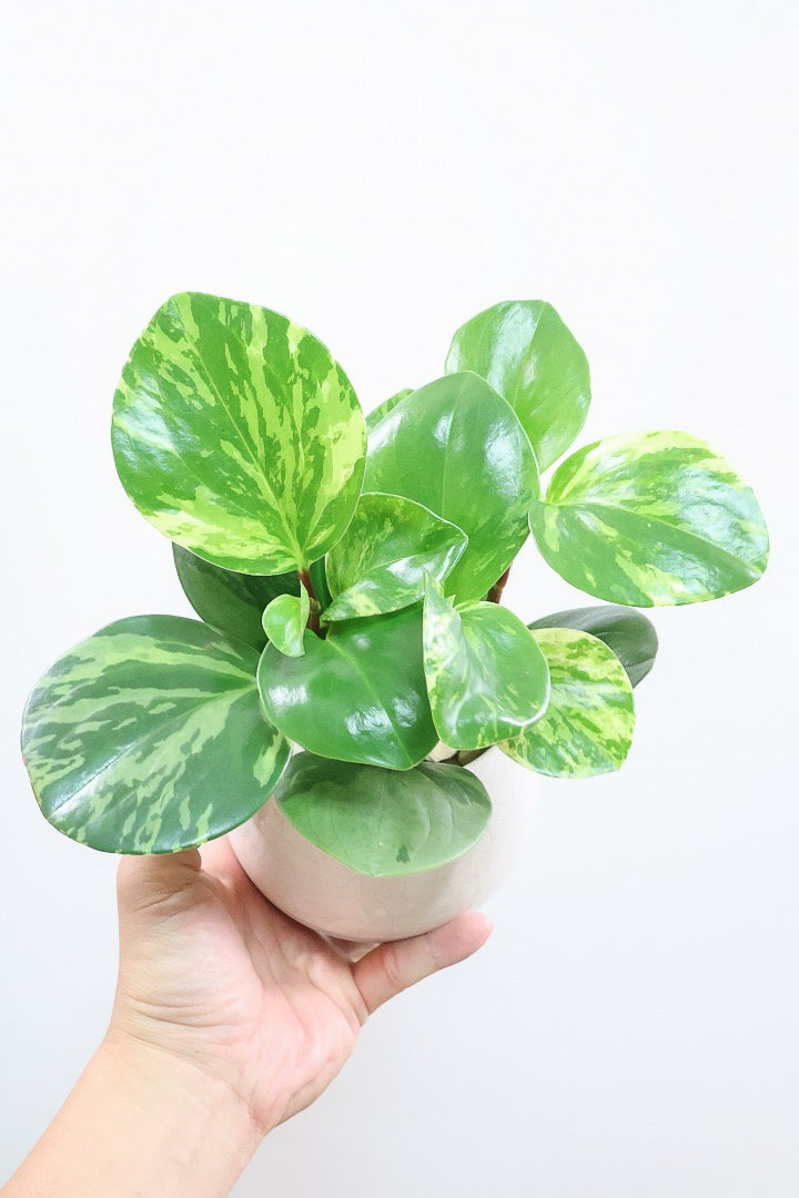 【ペペロミア オブシフォリア】高さ26センチの斑がとてもかわいい個体！とてもかわいい斑の模様です。特別に葉がキレイなものを選りすぐってきました！