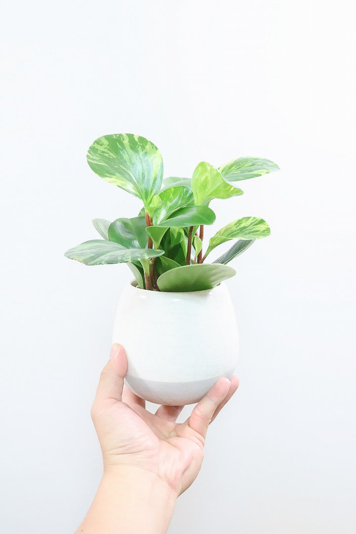 【ペペロミア オブシフォリア】高さ26センチの斑がとてもかわいい個体！とてもかわいい斑の模様です。特別に葉がキレイなものを選りすぐってきました！