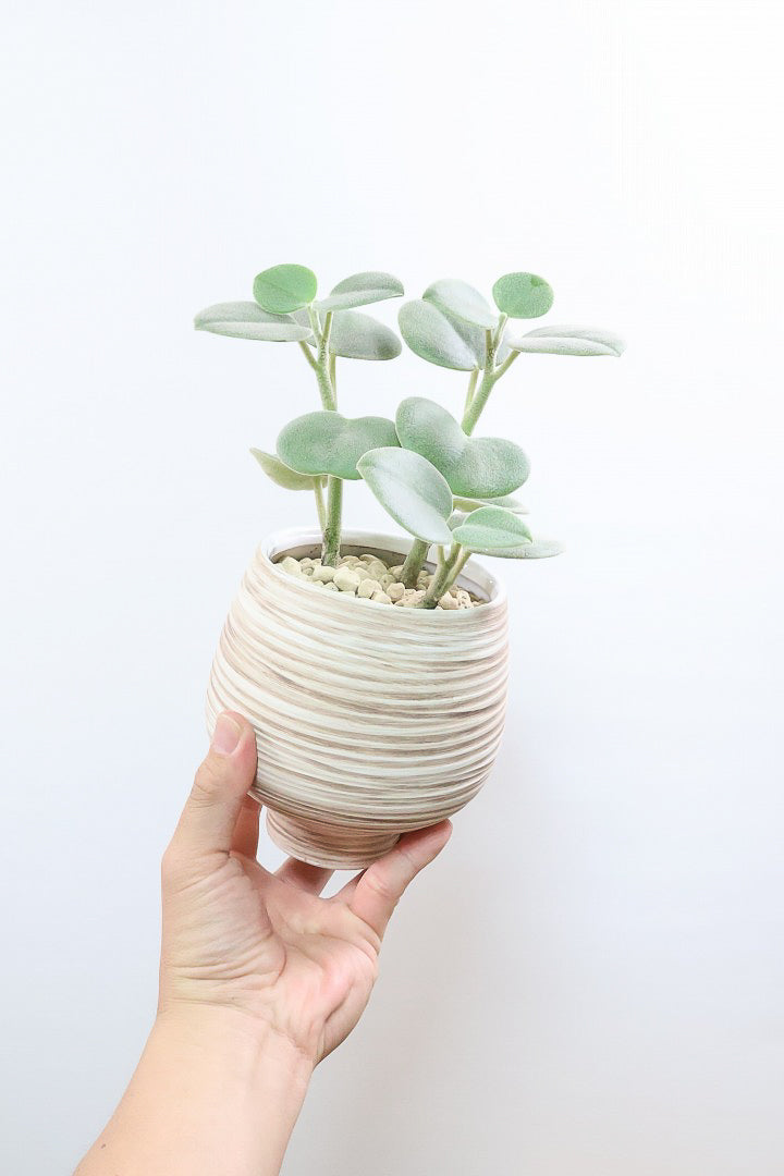 【ペペロミア  ホバリア】高さ26センチのかわいいサイズ！人気につき再入荷しましたがこの1鉢のみしか入荷できませんでした…
