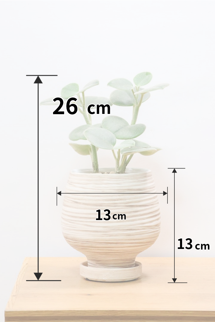 【ペペロミア  ホバリア】高さ26センチのかわいいサイズ！人気につき再入荷しましたがこの1鉢のみしか入荷できませんでした…