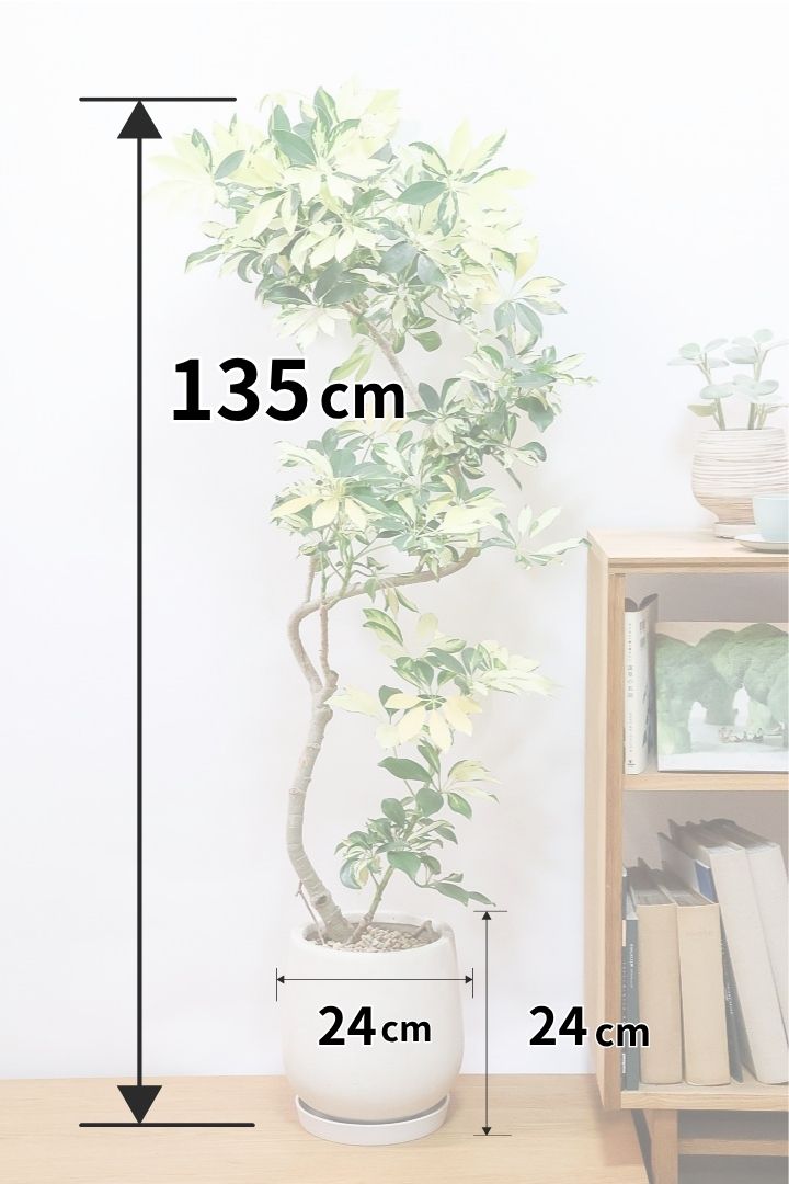 【シェフレラ グランディ】高さ135cm！スタイリッシュにカーブしたとてもカッコいい樹形なんです！インテリアグリーンにピッタリな樹形ですよ！