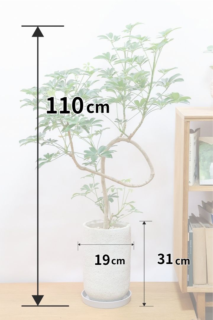 【シェフレラ レナータ】高さ110センチの幹が円を描いた個性的な樹形！このような樹形は今回限りの入荷ですので、ぜひともお見逃しなく！