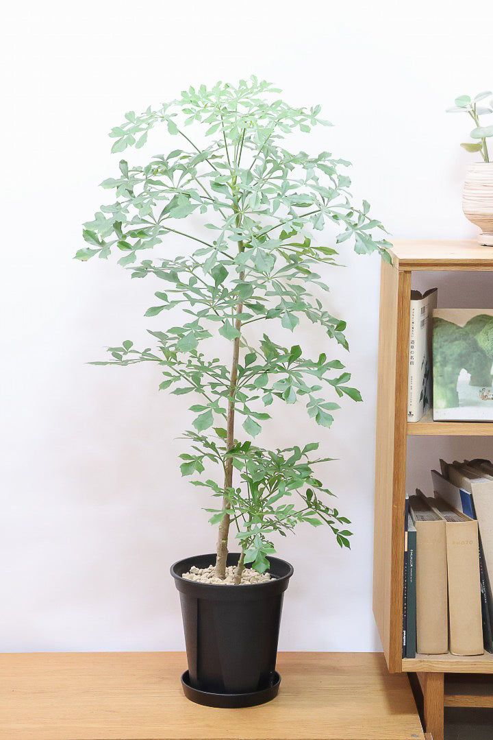 【クッソニア スピカータ】高さ110cm！APEGOでは初入荷！生産者さんのハウスで葉のフォルムにひとめ惚れしちゃいました！大型の7号サイズなので見応えがありますよ！
