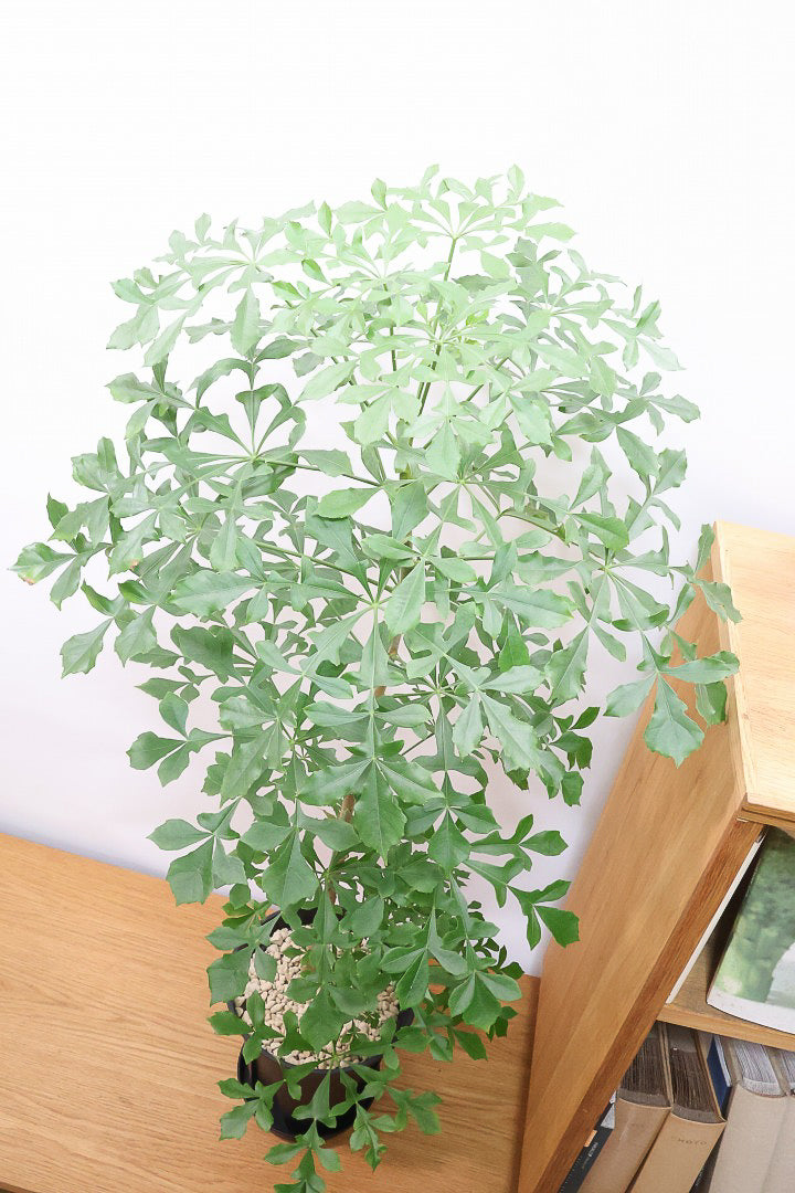 【クッソニア スピカータ】高さ110cm！APEGOでは初入荷！生産者さんのハウスで葉のフォルムにひとめ惚れしちゃいました！大型の7号サイズなので見応えがありますよ！