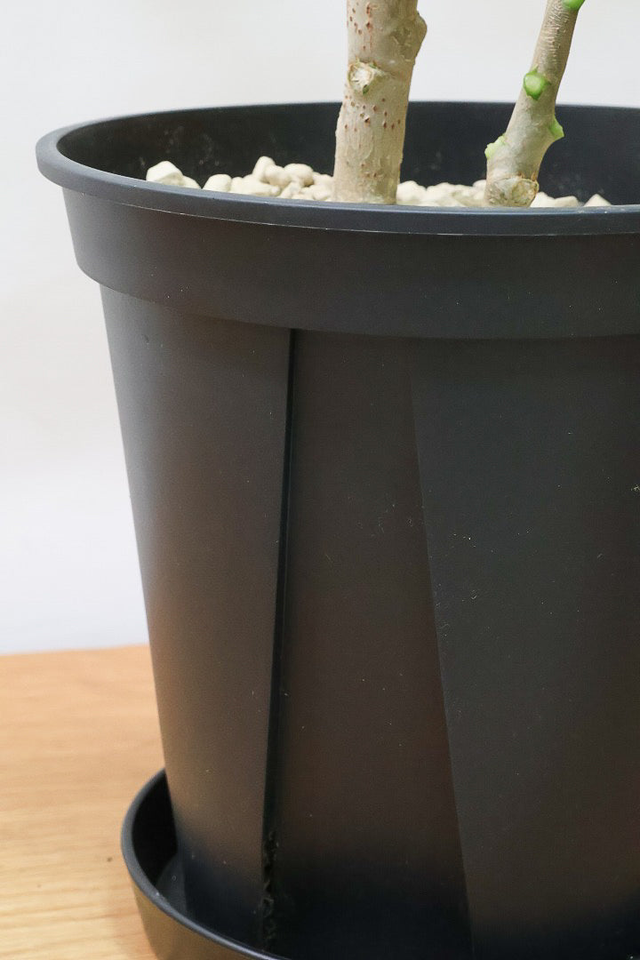 【クッソニア スピカータ】高さ110cm！APEGOでは初入荷！生産者さんのハウスで葉のフォルムにひとめ惚れしちゃいました！大型の7号サイズなので見応えがありますよ！