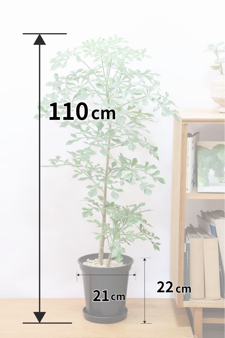 【クッソニア スピカータ】高さ110cm！APEGOでは初入荷！生産者さんのハウスで葉のフォルムにひとめ惚れしちゃいました！大型の7号サイズなので見応えがありますよ！