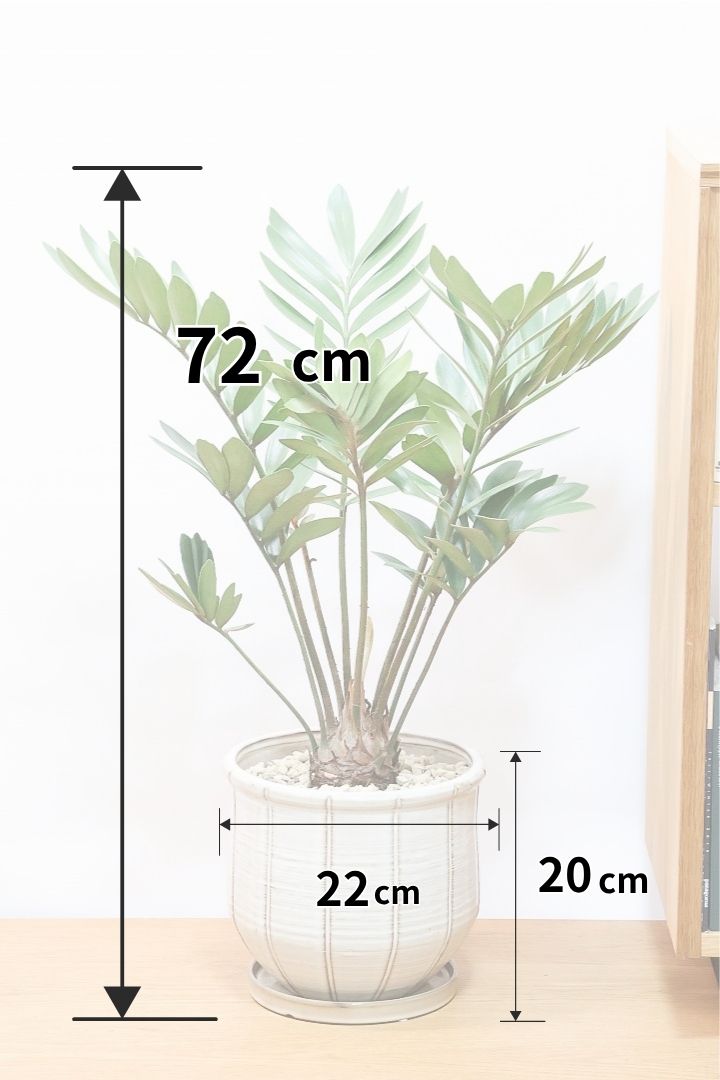 【ザミア フルフラケア】高さ72センチ！このサイズは珍しい！葉数も多くてボリュームがありますのでおススメですよ！