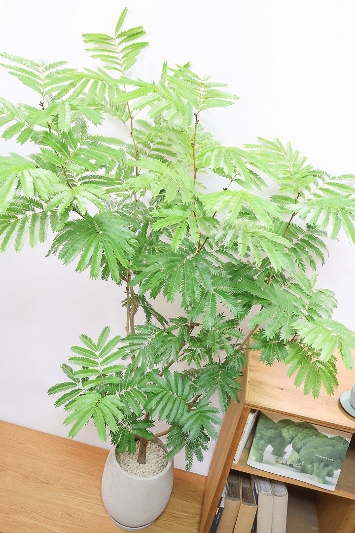 【エバーフレッシュ】高さ155cmのボリュームがあるタイプ！枝葉も多くて見た目のボリュームが素晴らしいんです！