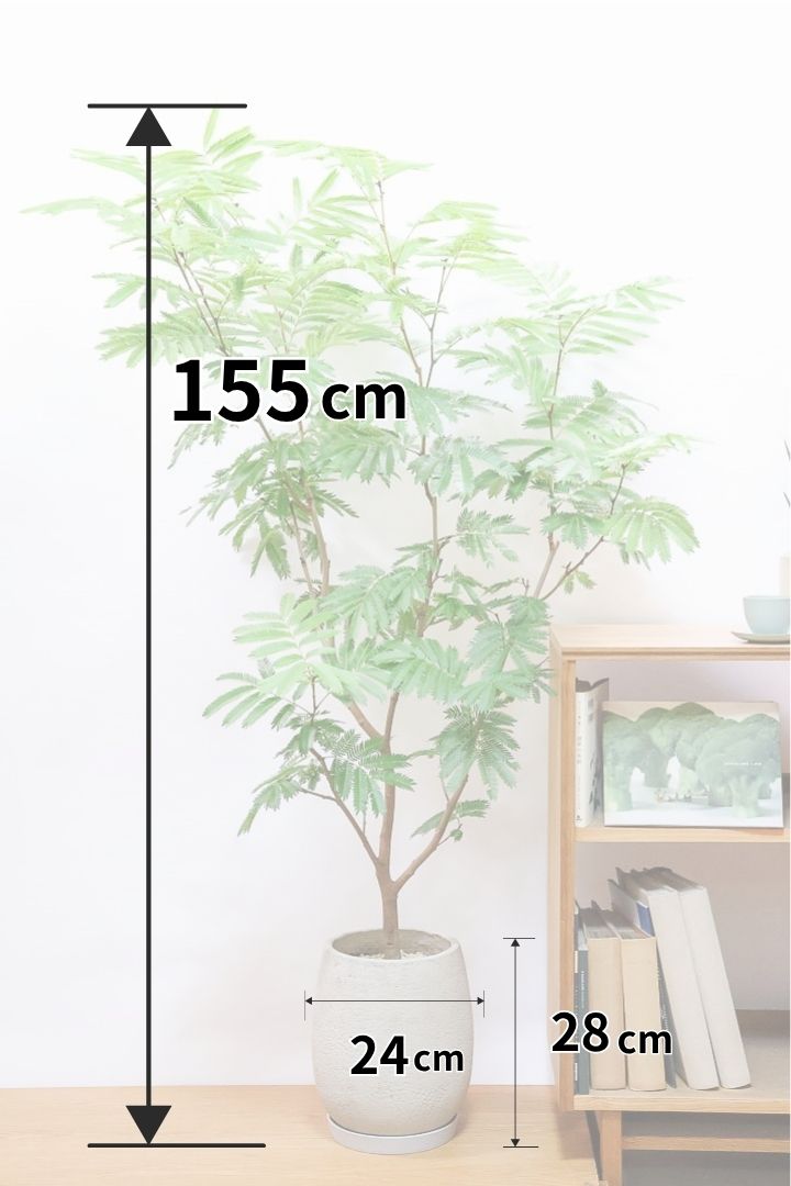 【エバーフレッシュ】高さ155cmのボリュームがあるタイプ！枝葉も多くて見た目のボリュームが素晴らしいんです！